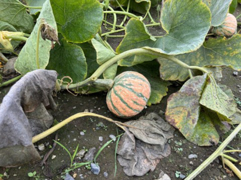 秋のはじまり　インナーテラスの家